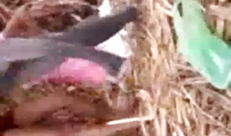 सेक्सी सेक्सी फुल मूवी वीडियो में लड़कियां मसाज के दौरान फ्रेश हो जाती हैं